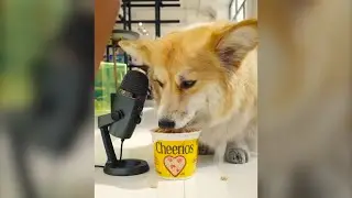My Corgi Loves Cheerios #shorts