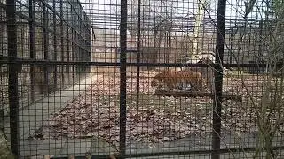 Крадущийся тигр