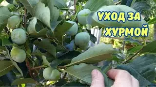 Агротехника для урожая. Хурма "Дар софиевки".