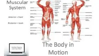 PDHPE preliminary - The Body In Motion  -  Muscular System
