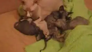 Папа тоже участвует в воспитании котят.
