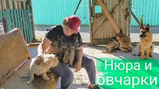 Нюра и немецкие овчарки