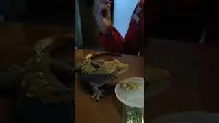Crested Gecko feeding Peanut