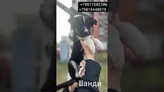 Санкт-Петербург Щенкам срочно нужен дом, выгоняют на улицу