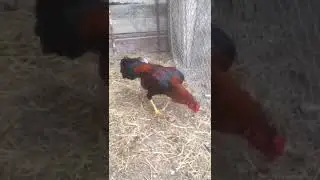 Хинт Шамо