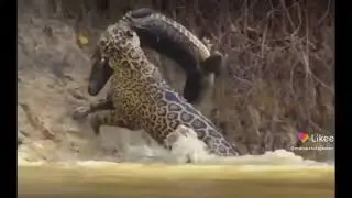 viral video