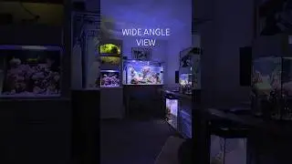 Reef Tank ( THE BEST TIME OF DAY TO VIEW YOUR TANK) #reeftank #aquarium