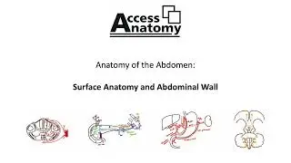Anatomy of the Abdomen 1 - Surface Anatomy and Abdominal Wall