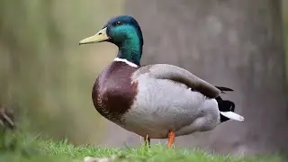 🦆 1 Hour of Relaxing Duck Footage | Calming Nature Sounds & Water Ambience 🌿✨