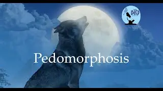 Pedomorphosis: Why you cant have a pet wolf