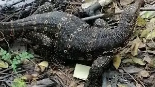 sri lankan large gravedigger | lizard | monitor |    amazing nature | environment