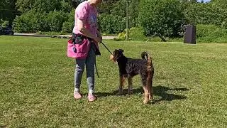 Обучение эрдельтерьера Ресси