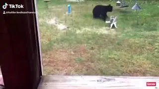 Cat vs Bear