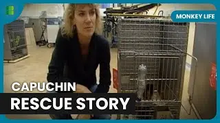 Rescuing 88 Capuchins - Monkey Life