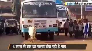 Cow bus stop in Ankit