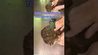 Вкусная и полезная Камбала 