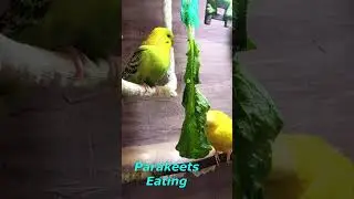 Parakeets Eating Vegetables, #shorts Cute Budgies Chirping. #birds #pet #funny