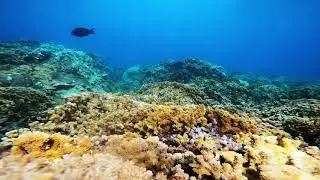Hawaiian Aquarium Sugar Beach Maui Hawaii by GoPro HERO 8