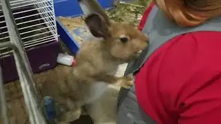 Заяц напал на Человека!!!