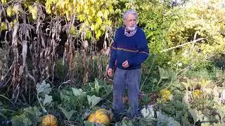 Kakai: A pumpkin with nutritious, 