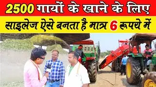 2500 गायों के खाने के लिए साइलेज ऐसे बनता है।।Silage kaise Banta hai? । Silage making process Dairy