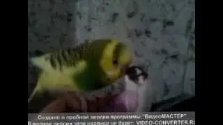 Тишка попугай