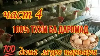 100  Дона Мург  Части  4 
100% Тухм Даромад
