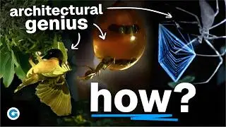 Animal Architects: Designing the Wild | Full Documentary