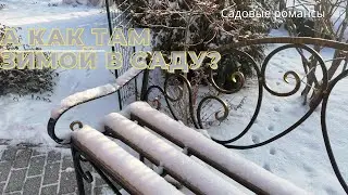 Мои садовые романсы. А что там зимой в саду? Часть 1.