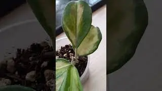 Моя коллекция Хой