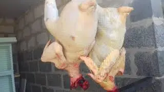 Прорежаем петухов.Не много о хозяйстве.