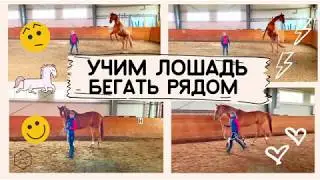 УЧИМ ЛОШАДЬ БЕГАТЬ РЯДОМ