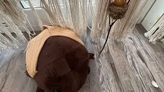 Cicadas