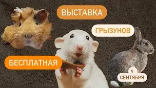 Выставка грызунов 9 сентября 🐀