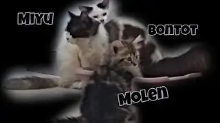 Drama Kocheng : 