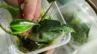 ОМОЛОЖЕНИЕ АНТУРИУМА. Укоренение черенков.