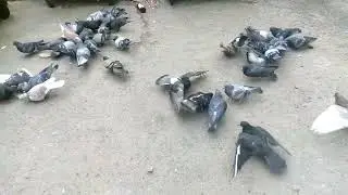 Голубь - птица мира.🕊️🕊️🕊️🕊️🕊️🕊️🕊️❤️