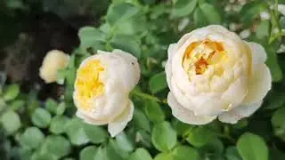 Роза Джейн Остин(Jayne Austin). Нуазетовая роскошь и королевский шарм/Давайте мечтать вместе!