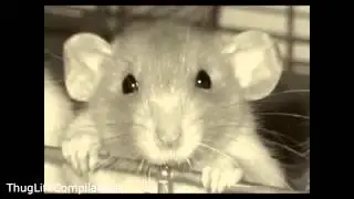 Thug Life Compilation 4 (Animals)
