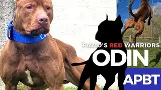 ODIN - American Pitbull Terrier [ APBT ]