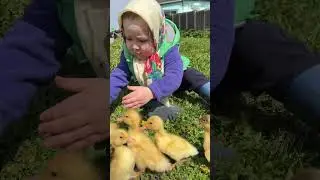 Утята и девочка