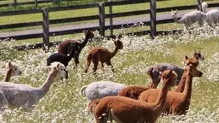 Rare Farm and Ranch in Tenino, Washington