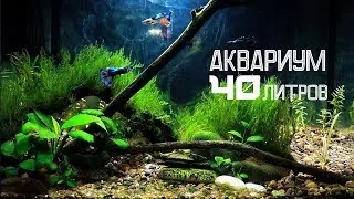 Оформление аквариума 40 литров для гуппи мхами, корягами, камнями и растениями