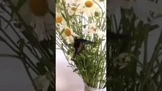 Палинур