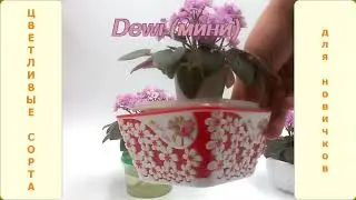 Цветливые сорта фиалок для новичков. 3-я серия