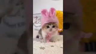 Смешные Кошки и Собаки! 😂😂😂 #Shorts 1
