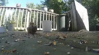 Sunflower Harp- A squirrel playing the harmonica