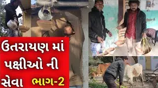 ઉતરાયણ માં પક્ષી ઓ ની સેવા ભાગ-૨।। Bird
