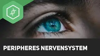 Peripheres Nervensystem