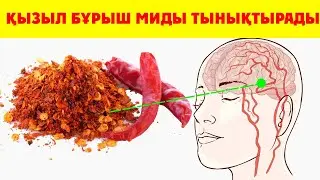 Тез Көріңіздер, Қызыл Бұрыш 6 АУРУҒА ШИПА БОЛАДЫ, Керек арнасы